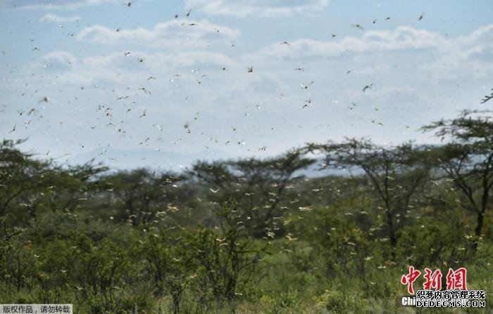 资料图为当地时间2020年1月21日，在肯尼亚Archers Post附近的拉里索罗村，蝗虫飞过灌木丛。